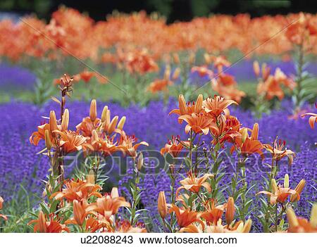 Stock Image - Field of lavenders and lilies, differential focus, Sapporo city, Hokkaido prefecture, Japan. Fotosearch