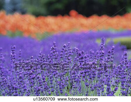 Field of lavenders and lilies, differential focus, Sapporo city, Hokkaido prefecture, Japan View Large Photo Image Stock Photo - Field of lavenders and lilies, differential focus, Sapporo city, Hokkaido prefecture, Japan. Fotosearch
