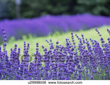 Stock Photograph - Field of lavenders, differential focus, Sapporo city, Hokkaido prefecture, Japan. Fotosearch
