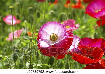 Stock Image - Field of poppies, close up. Fotosearch