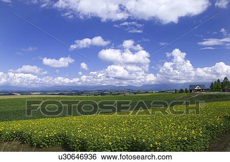 Stock Photograph - Field of sunflowers, Biei town, Hokkaido prefecture, Japan. Fotosearch