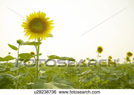 Field of sunflowers, copy space, Chiba prefecture, Japan View Large Photo Image Stock Photograph - Field of sunflowers, copy space, Chiba prefecture, Japan. Fotosearch