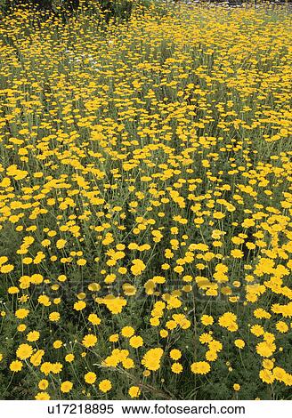 Stock Photography - Field of sunflowers, full frame, Sapporo city, Hokkaido prefecture, Japan. Fotosearch