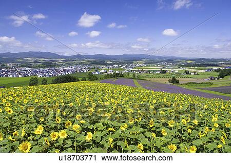Field of sunflowers, Kamifurano town, Hokkaido prefecture, Japan View Large Photo Image Stock Image - Field of sunflowers, Kamifurano town, Hokkaido prefecture, Japan. Fotosearch