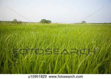 Field of Tall Grass View Large Photo Image Stock Photo - Field of Tall Grass. Fotosearch