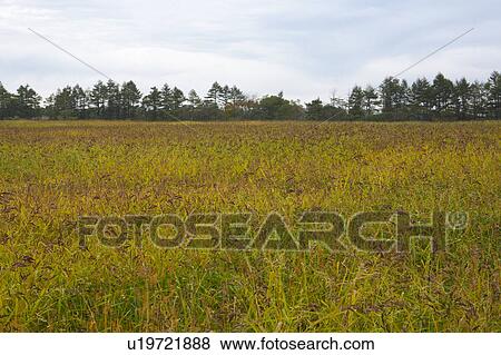 Field View Large Photo Image Stock Photo - Field. Fotosearch