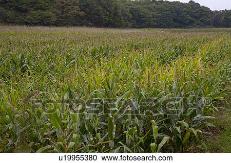 Stock Image - Fields at Nobeya Plateau. Fotosearch