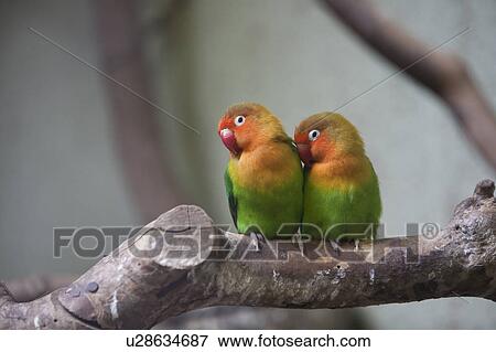 Fischer's Lovebirds View Large Photo Image Stock Photo - Fischer's Lovebirds. Fotosearch