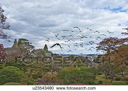 Flock of Pigeons Flying Over Park View Large Photo Image Stock Image - Flock of Pigeons Flying Over Park. Fotosearch