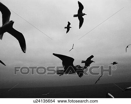 Flock of Seagulls Flying View Large Photo Image Picture - Flock of Seagulls Flying. Fotosearch