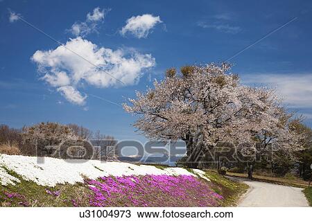 Flower Field and Cherry Blossom Blooming Under Blue Sky View Large Photo Image Stock Image - Flower Field and Cherry Blossom Blooming Under Blue Sky. Fotosearch