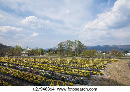Flower Field and Mountains in the Background View Large Photo Image Picture - Flower Field and Mountains in the Background. Fotosearch