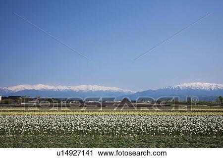 Stock Image - Flower Field and Snowcapped Mountains in the Background. Fotosearch