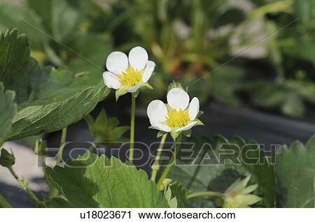 Stock Image - Flowers of strawberry, Hyogo Prefecture, Honshu, Japan. Fotosearch