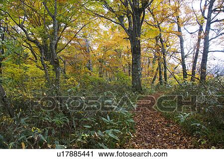 Stock Image - Footpath in beech tree forest, Fukui Prefecture, Honshu, Japan. Fotosearch