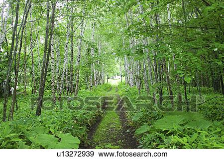 Stock Photo - Footpath in forest, Hokkaido Prefecture, Japan. Fotosearch