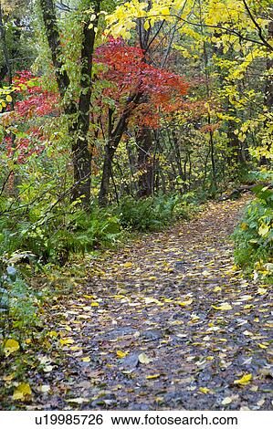 Stock Photograph - Footpath in Forest. Fotosearch