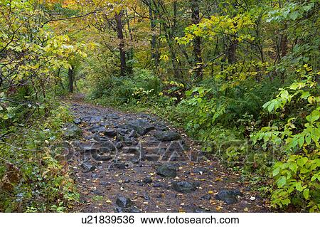 Footpath in Forest View Large Photo Image Stock Photograph - Footpath in Forest. Fotosearch