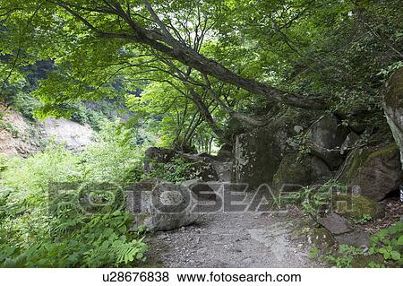 Footpath on mountain, Niigata Prefecture, Honshu, Japan View Large Photo Image Stock Photo - Footpath on mountain, Niigata Prefecture, Honshu, Japan. Fotosearch