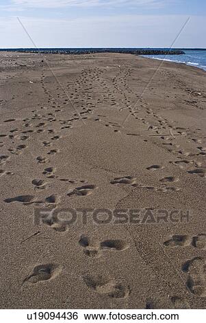 Stock Photograph - Footprints on Sandy Beach. Fotosearch