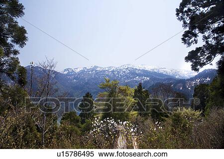 Forest and Snowcapped Mountains in the Background View Large Photo Image Stock Photography - Forest and Snowcapped Mountains in the Background. Fotosearch