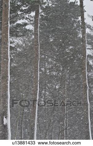 Stock Image - Forest during snow storm, Fukushima Prefecture, Honshu, Japan. Fotosearch