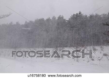 Stock Image - Forest during snow storm, Fukushima Prefecture, Honshu, Japan. Fotosearch