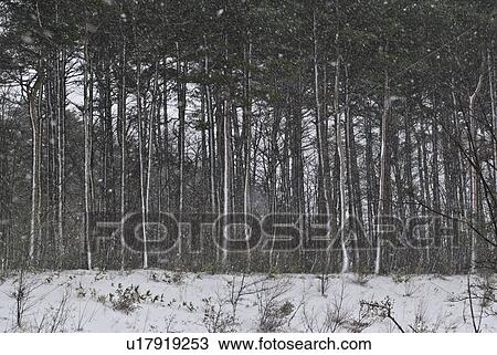 Forest during snow storm, Fukushima Prefecture, Honshu, Japan View Large Photo Image Stock Image - Forest during snow storm, Fukushima Prefecture, Honshu, Japan. Fotosearch