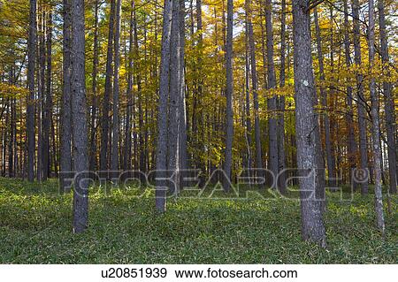 Stock Photo - Forest in Autumn. Fotosearch