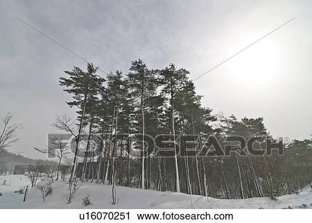 Stock Image - Forest in snow, Fukushima Prefecture, Honshu, Japan. Fotosearch
