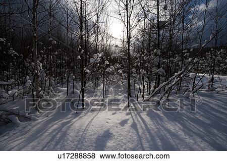 Forest in snow, Hokkaido Prefecture, Japan View Large Photo Image Stock Photo - Forest in snow, Hokkaido Prefecture, Japan. Fotosearch