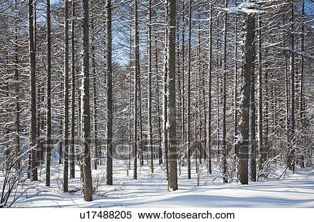 Forest in snow, Nagano Prefecture, Honshu, Japan View Large Photo Image Stock Photography - Forest in snow, Nagano Prefecture, Honshu, Japan. Fotosearch