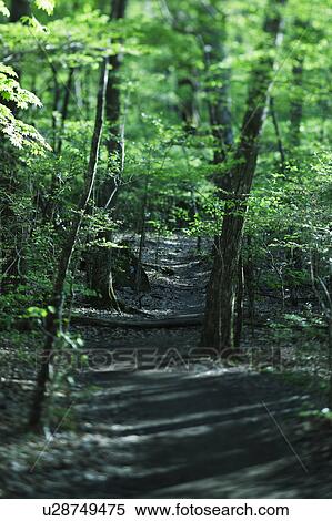 Stock Photography - Forest Path. Fotosearch