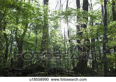 Stock Image - Forest. Fotosearch