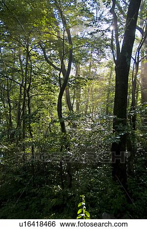 Stock Photograph - Forest. Fotosearch
