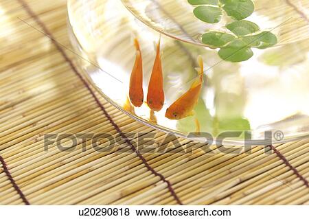 Four leafed clovers and goldfish in glass bowl, close up, Kanagawa prefecture, Japan View Large Photo Image Stock Photo - Four leafed clovers and goldfish in glass bowl, close up, Kanagawa prefecture, Japan. Fotosearch
