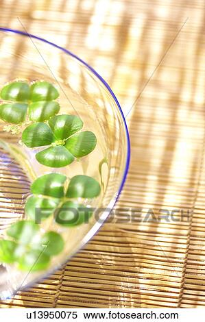 Four leafed clovers in glass bowl, close up, Kanagawa prefecture, Japan View Large Photo Image Stock Photography - Four leafed clovers in glass bowl, close up, Kanagawa prefecture, Japan. Fotosearch
