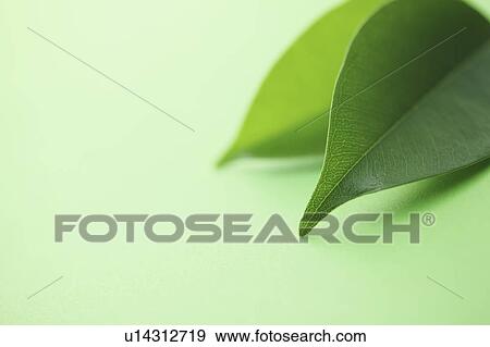 Stock Photo - Fresh Green Leaves. Fotosearch