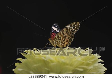 Fritillary Butterfly (Argyreus hyperbius) on flower, Chiba Prefecture, Honshu, Japan View Large Photo Image Stock Image - Fritillary Butterfly (Argyreus hyperbius) on flower, Chiba Prefecture, Honshu, Japan. Fotosearch