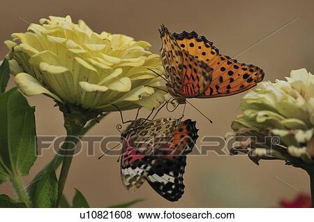 Stock Photo - Fritillary Butterfly (Argyreus hyperbius) on flower, Chiba Prefecture, Honshu, Japan. Fotosearch