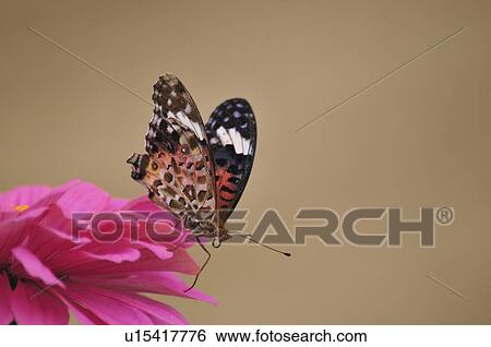 Fritillary Butterfly (Argyreus hyperbius) on flower, Chiba Prefecture, Honshu, Japan View Large Photo Image Stock Photograph - Fritillary Butterfly (Argyreus hyperbius) on flower, Chiba Prefecture, Honshu, Japan. Fotosearch