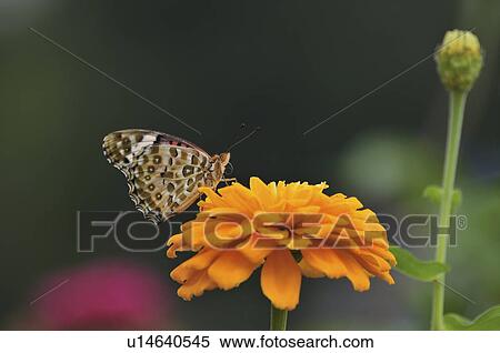Stock Photography - Fritillary Butterfly (Argyreus hyperbius) on flower, Chiba Prefecture, Honshu, Japan. Fotosearch