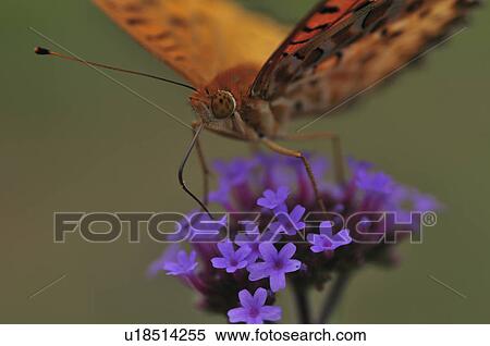 Stock Photography - Fritillary Butterfly (Argyreus hyperbius) on flower, Chiba Prefecture, Honshu, Japan. Fotosearch