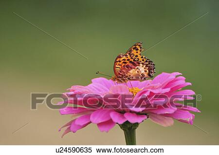 Stock Photography - Fritillary Butterfly (Argyreus hyperbius) on flower, Chiba Prefecture, Honshu, Japan. Fotosearch