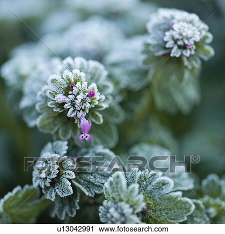 Stock Image - Frost on Leaves. Fotosearch