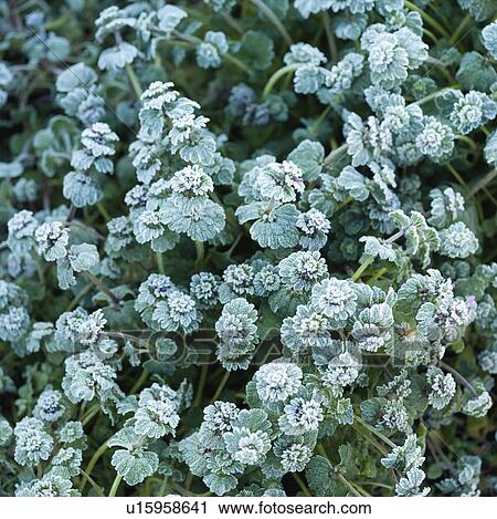 Stock Image - Frost on Leaves. Fotosearch