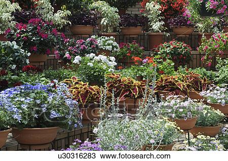 Stock Image - Garden with potted plants and flowers, Hyogo Prefecture, Honshu, Japan. Fotosearch