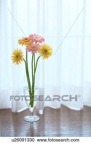 Gerbera Daisies in a glass View Large Photo Image Stock Image - Gerbera Daisies in a glass. Fotosearch
