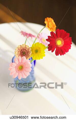 Gerbera Daisies in a vase View Large Photo Image Stock Image - Gerbera Daisies in a vase. Fotosearch