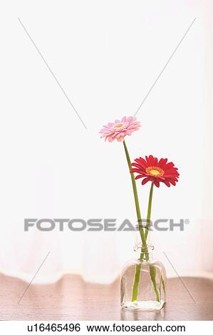 Stock Photograph - Gerbera Daisies in a vase. Fotosearch